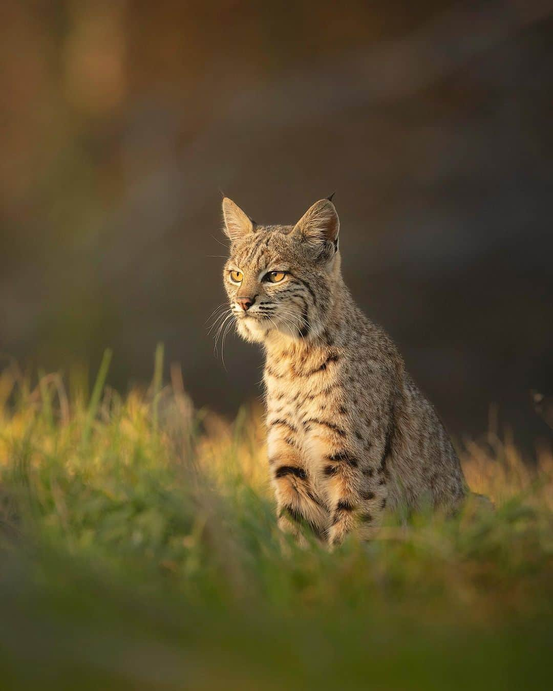 Chase Dekker Wild-Life Imagesのインスタグラム：「This winter has so far proven to be fairly fruitful when it comes to bobcats. I’ve had more good encounters than I have had in the past, which is saying something with these small and elusive cats. Many of my sightings of bobcats in the past have been made up of the cats slinking away or hiding in thick bushes, acting shy in front of the camera. For whatever reason, I’ve had the luck and privilege of being around many calm and relaxed cats who at times could care less about my presence. The younger cat pictured here repeatedly walked my way and would sit down scanning the meadows for its next meal, allowing me to go prone and get eye level with it. I had encountered this bobcat once before and was surprised at its acclimated nature, but it still seemed a little hesitant. When I found this bobcat for a second time last week its behavior was as calm and relaxed as my own cat at home! I wonder what my third sighting (fingers crossed) of this bobcat will hold....」