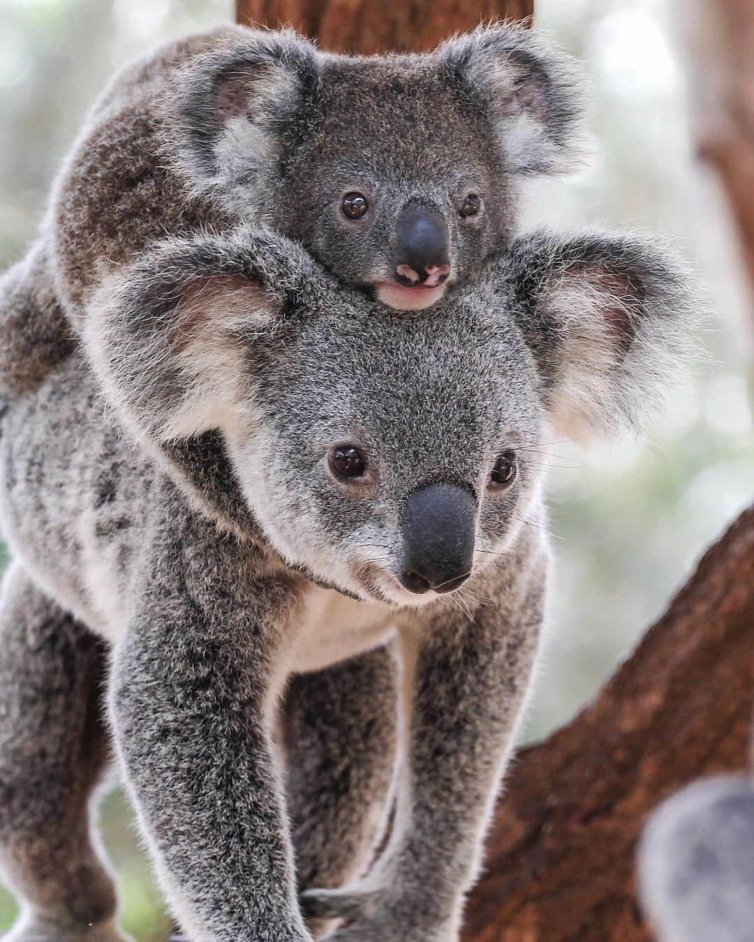 Australiaさんのインスタグラム写真 - (AustraliaInstagram)「Say cheese! 🧀 Little Wellington from @lonepinekoala knows how to strike a ridiculously cute pose. @queensland is known as the koala-cuddling capital as it’s one of three Australian states that allows visitors to hold a koala. #LonePineSanctuary, just outside of @visitbrisbane, is home to more than 130 koalas and you can hold one any day of the week, or you can also head to @currumbinsanctuary on @destinationgoldcoast for a snuggle. #seeaustralia #thisisqueensland #visitbrisbane #PlayGoldCoast #holidayherethisyear」1月27日 4時00分 - australia