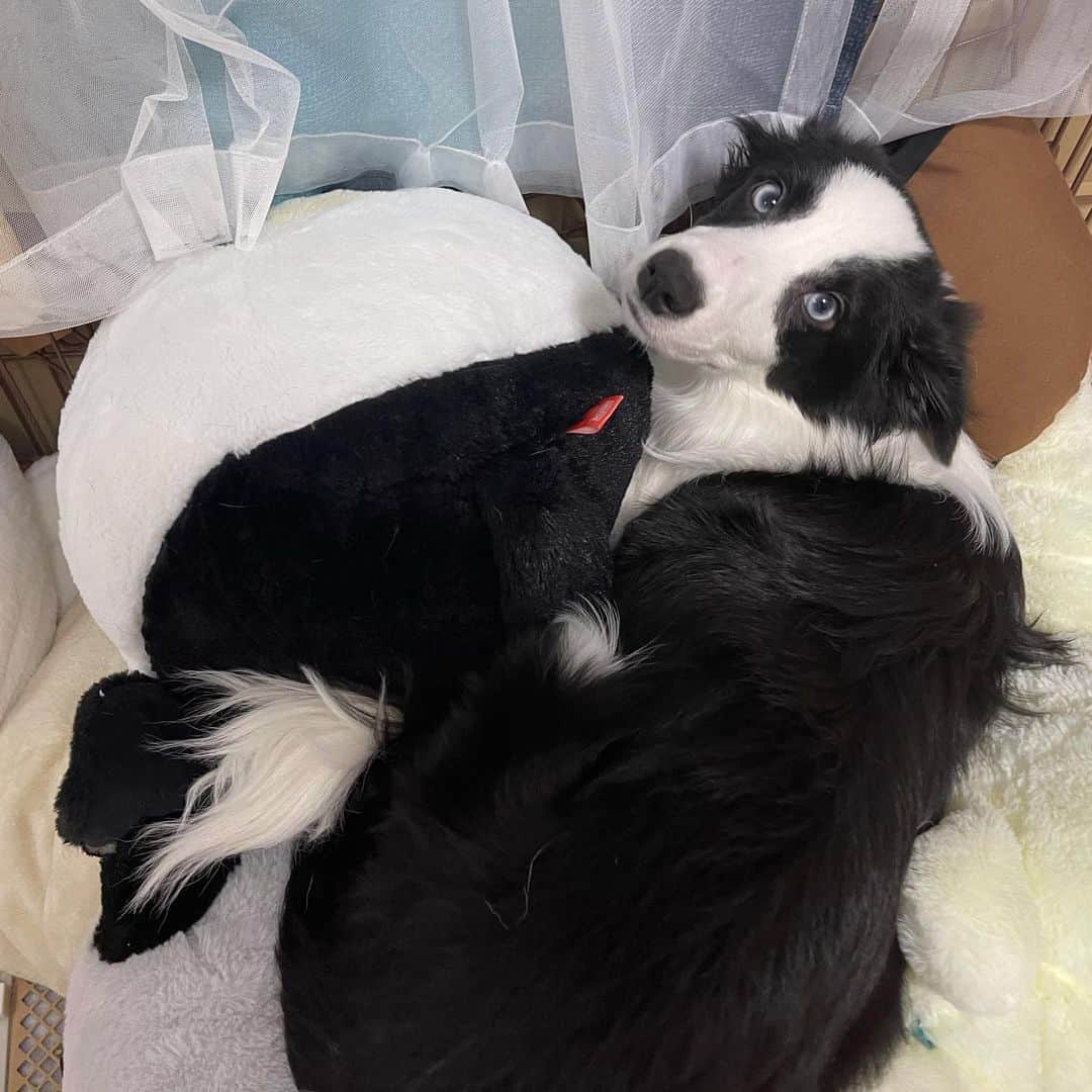環奈（長沢菜々香の飼い犬）のインスタグラム：「手作りベッド🛌」