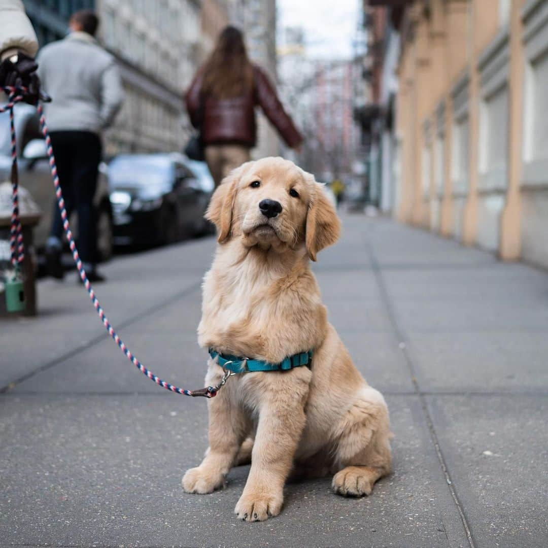 The Dogistさんのインスタグラム写真 - (The DogistInstagram)「Cowboy, Golden Retriever (3.5 m/o), Prince & West Broadway, New York, NY • “He’s the biggest of twelve in his litter. He has a brother that’s ten pounds lighter. He likes peeing on the couch. He knows we’ll yell at him and take him out.” @cowboy_ontherun」1月27日 4時33分 - thedogist