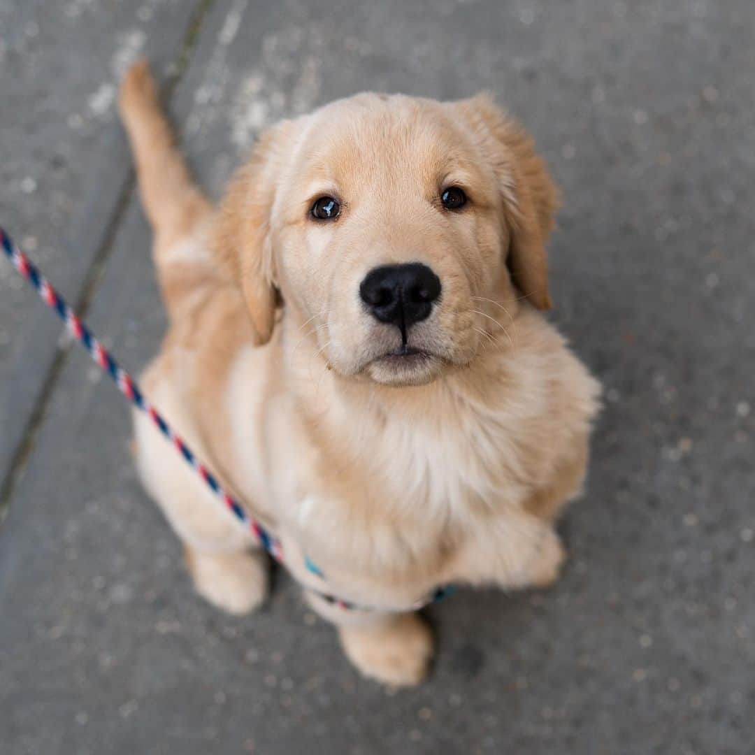 The Dogistさんのインスタグラム写真 - (The DogistInstagram)「Cowboy, Golden Retriever (3.5 m/o), Prince & West Broadway, New York, NY • “He’s the biggest of twelve in his litter. He has a brother that’s ten pounds lighter. He likes peeing on the couch. He knows we’ll yell at him and take him out.” @cowboy_ontherun」1月27日 4時33分 - thedogist