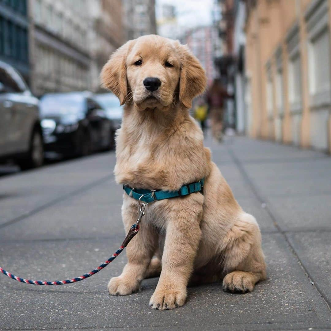 The Dogistさんのインスタグラム写真 - (The DogistInstagram)「Cowboy, Golden Retriever (3.5 m/o), Prince & West Broadway, New York, NY • “He’s the biggest of twelve in his litter. He has a brother that’s ten pounds lighter. He likes peeing on the couch. He knows we’ll yell at him and take him out.” @cowboy_ontherun」1月27日 4時33分 - thedogist