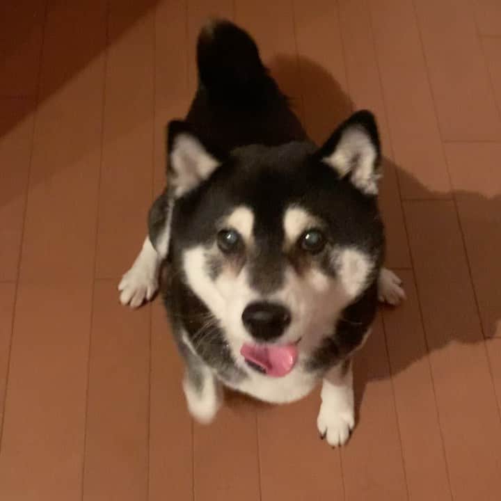 のインスタグラム：「朝ごはんパタパタ🐾 #パタパタ豆 #ごはん待ち柴男子くらぶ #kuroshiba #blackshiba #shibainu #shibastagram #instadog #dogstagram #柴犬 #黒柴 #黑柴 #癒し犬 #イッヌ #いぬら部 #ふわもこ部 #柴犬部 #モフモフ生命体 #柴犬のいる暮らし #柴犬のいる生活 #わんこのいる暮らし #わんこのいる生活 #わんこと一緒 #わんダ動 #わんだふるjapan #taptaptap #tapdance #happyfeet」