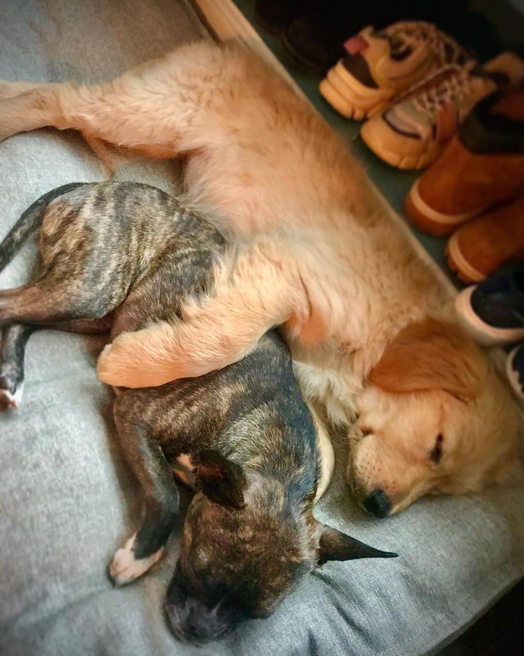 ニール・パトリック・ハリスのインスタグラム：「Quietly killing me with the cute. #spike #ella」
