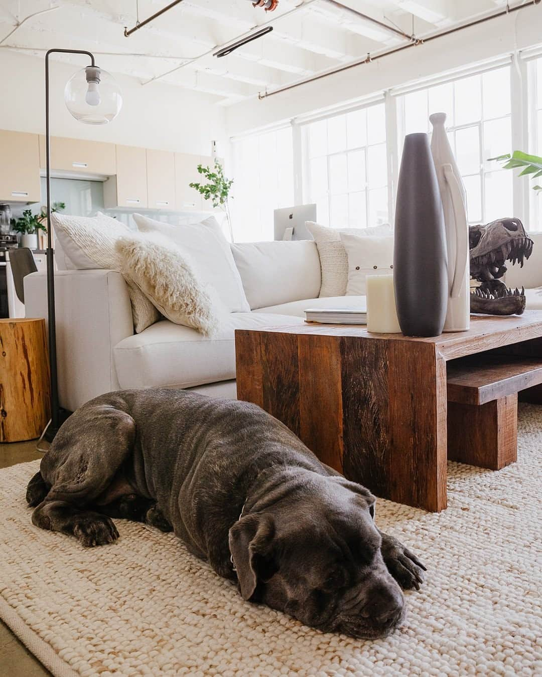 west elmさんのインスタグラム写真 - (west elmInstagram)「How do you cozy up an industrial loft space? Soft rugs, textured pillows, inviting greenery - and a sleepy dog wouldn't hurt, either 😉 Take a tour of @kylekrieger's L.A. loft outfitted by the #WestElmDesignCrew through the link in our bio. #dogsofwestelm」1月27日 6時00分 - westelm