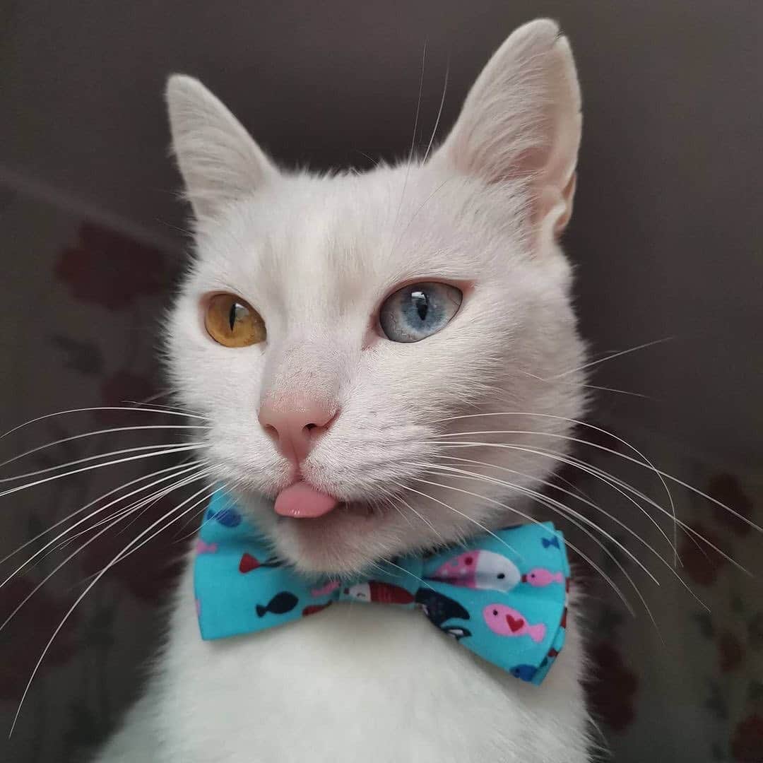 The Cats Of Instagramのインスタグラム：「#Repost • Happy #BowTieTuesday! Tag photos of your kitties in their best #BowTie for a chance to be featured today! #COIBowTie • @carry.white.cat Bleep bleep 😋 Happy T👅T everyone! I'm proud of my bowtie from @bysieb ! Thank you so much! Also thanks to @pah.thecat for the giveaway I won! 🥳🎁」