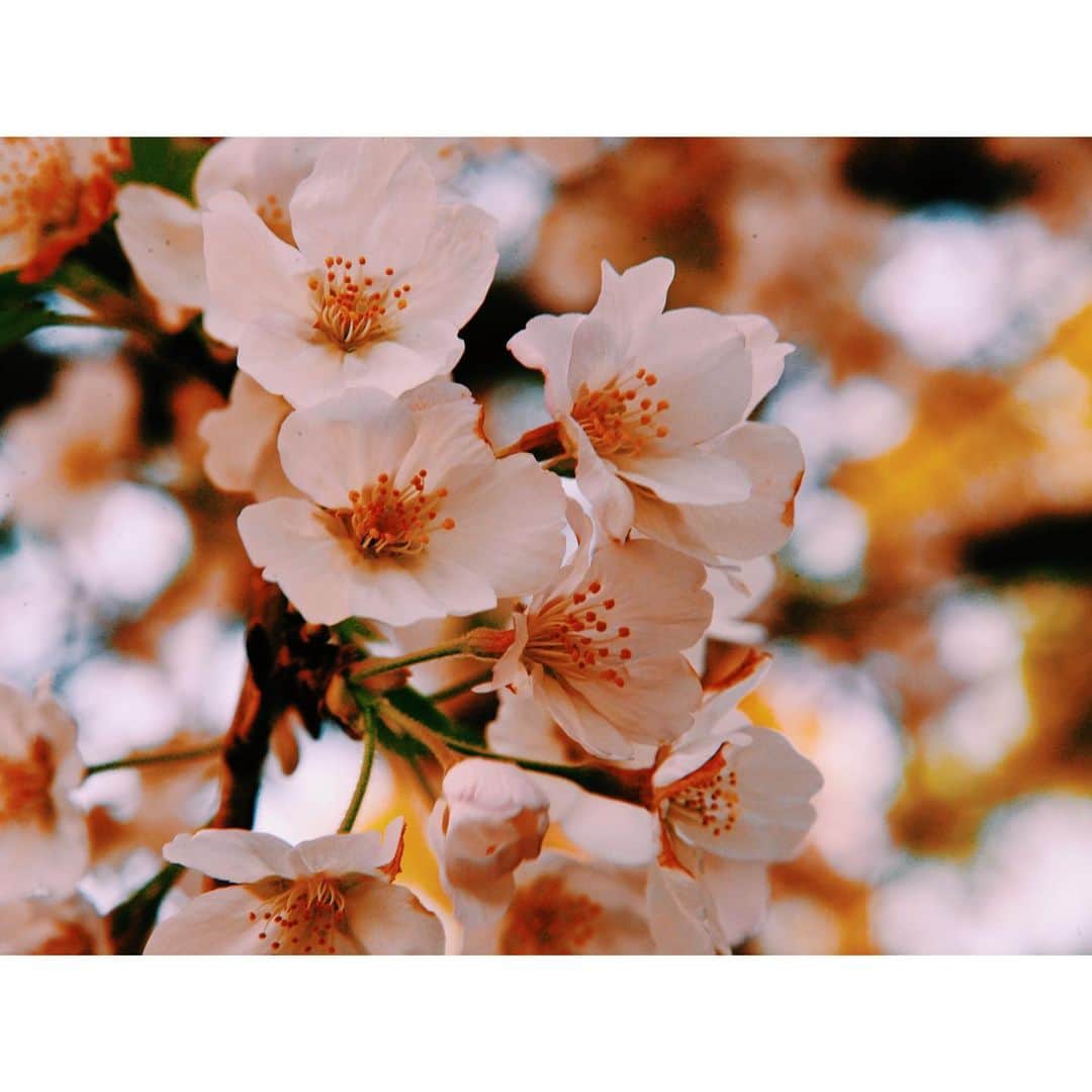 潘めぐみさんのインスタグラム写真 - (潘めぐみInstagram)「おはよう、水曜日。  この春が恋しくなってきました。  #봄날　#보고싶다 #springday #image #BTS #방탄소년단 #방탄」1月27日 6時56分 - han_meg_han