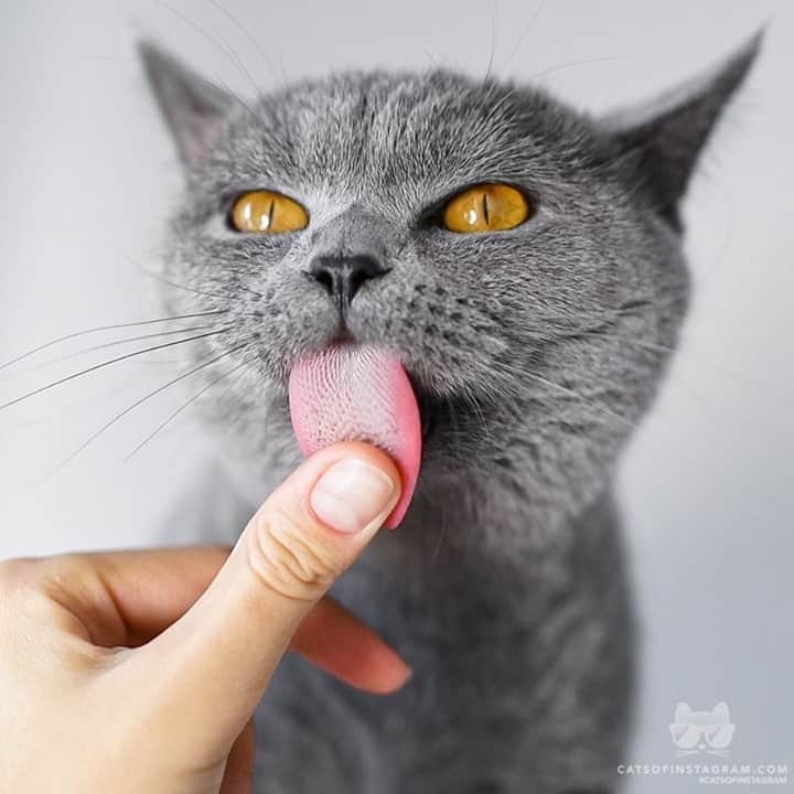 Cats of Instagramさんのインスタグラム写真 - (Cats of InstagramInstagram)「From @marlabluekitty: “I don’t know what tastes better - Caturday or meowmys finger- 🧐” #catsofinstagram」1月27日 7時10分 - cats_of_instagram