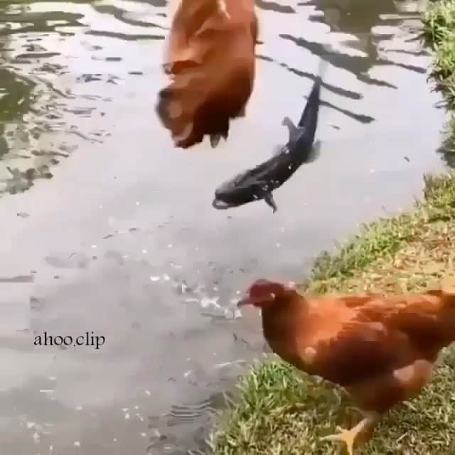WildLifeのインスタグラム：「Amazing encounter with scaring out . Tag someone who should see this. . . All credits go to the respective owners. Video by unknown please DM for credit/remove. . . #hen #chicken #chickens #encounter #f」