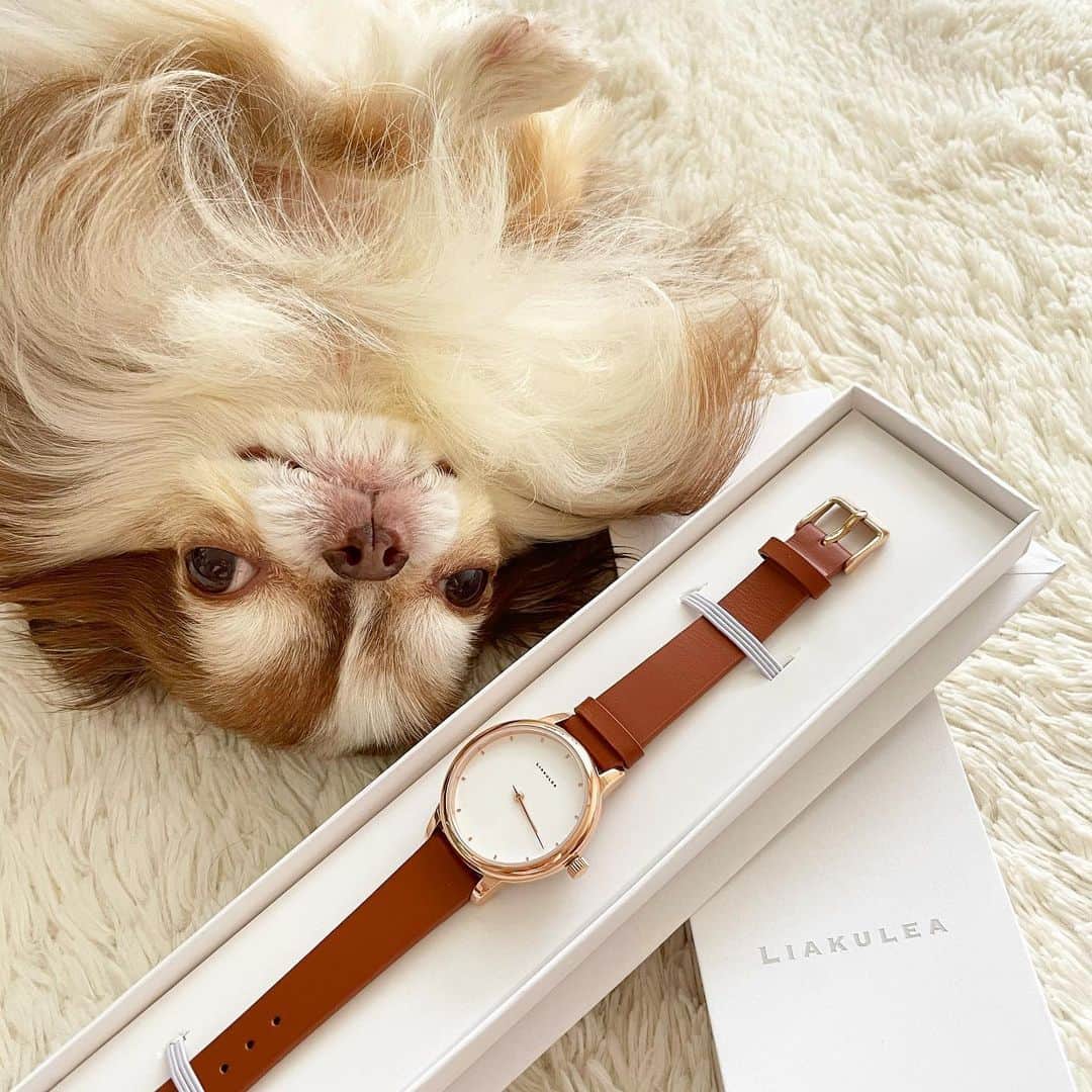 kayoのインスタグラム：「* * * 逆さまで Good  morning☀️ * * シンプルなデザインが いちばん使いやすいよね⌚️✨ * * @liakulea_japan  クーポンコード 【kayo0au83】→10%off (1年間有効)👍 * * Lychee❤️⌚️ * * #リアクレア #時計#腕時計 #liakulea#ハワイ * * #chihuahua#chihuahualove#dogstgram#dog#instadog#チワワ#チワワ大好き#チワワのいる暮らし * * *」