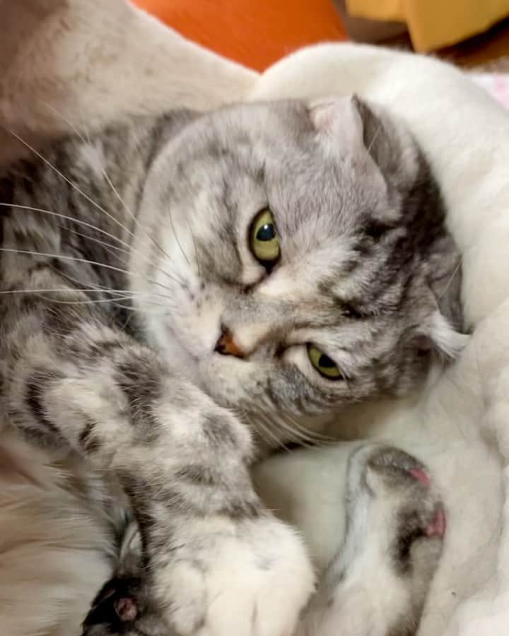 tiaichimaのインスタグラム：「Good morning!! 🌤おはナビー!!  (*´～｀*)ﾑﾆｬﾑﾆｬ  最近、ナビがピンク色の涙で、目のまわりがガビガビしてるんだよねー　小まめにシートで拭いているけど。  #ナビちん#cat#neko#ねこ#neko#ネコ#スコティッシュフォー ルド#致命的な魅力#ScottishFold#まんじゅう部」
