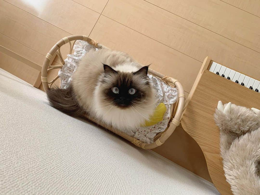のインスタグラム：「今日もベッドでお昼寝かな👼🏼🧺🦥🤍  . . . . 🧺 @bcbasics  #プリュムのいる生活 #猫のいる暮らし  #ヒマラヤン  #赤ちゃんと猫  #もふもふ#ヒマラニャンズ  #猫  #ねこ  #ペコねこ部#お昼寝#おやすみなさい#ベッド #子供部屋#インテリア#ラタン#blueeyes #goodmorning#goodnight#bed#naptime#bedroom#fluffy#癒し#🐈 #고양이  #ilovecats  #himalayancat  #catsofinstagram #bestmeow#weeklyfluff」