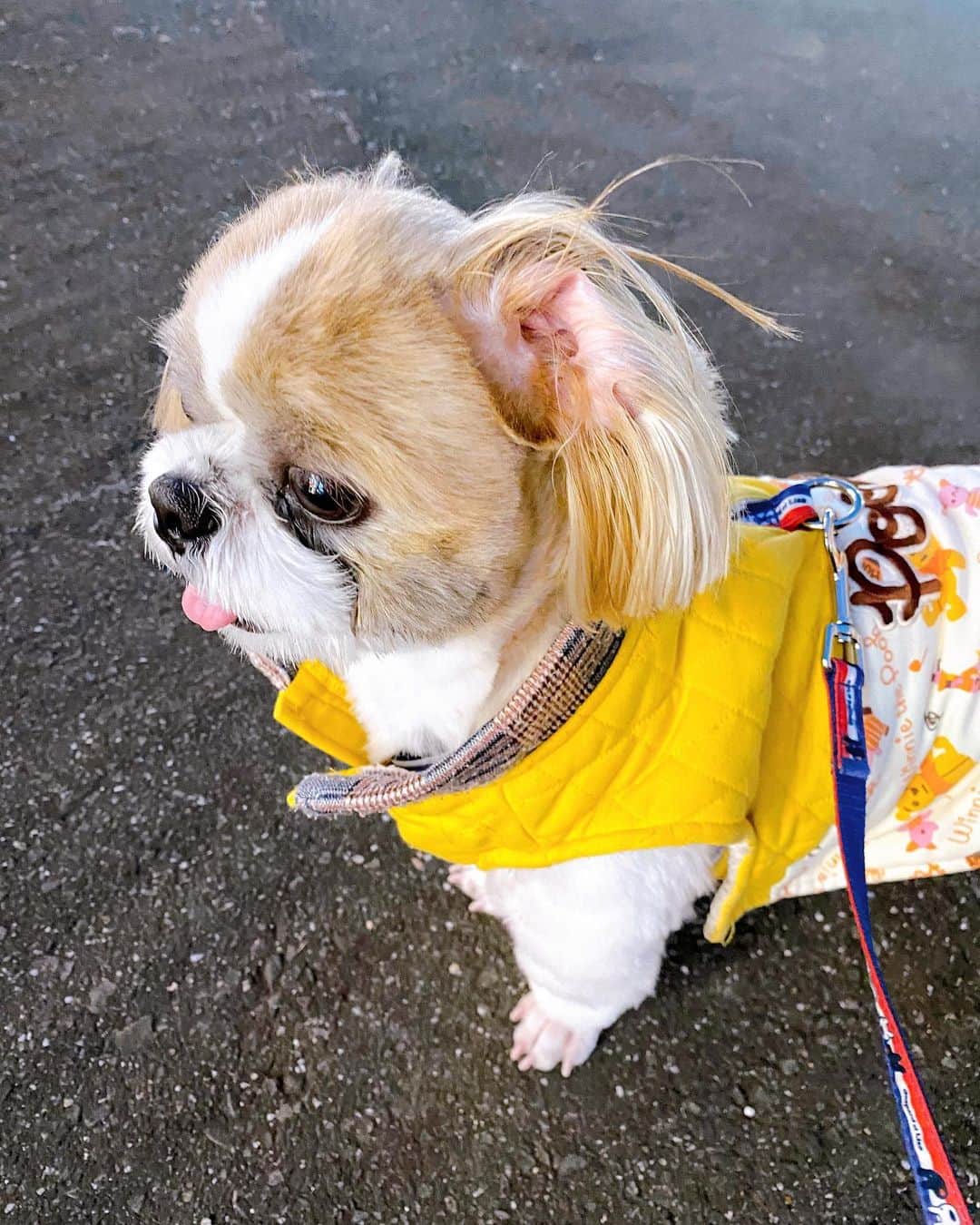 倉田雅世のインスタグラム：「おはようございます。 水曜日。雨です。 昨日は非常にいいものを見ました。いっぱい笑ったなあ。 今日もいい一日になりますように。 わんこは、時々勢いで、お耳がひっくり返ります。 #いぬすたぐらむ #いぬのいる暮らし」