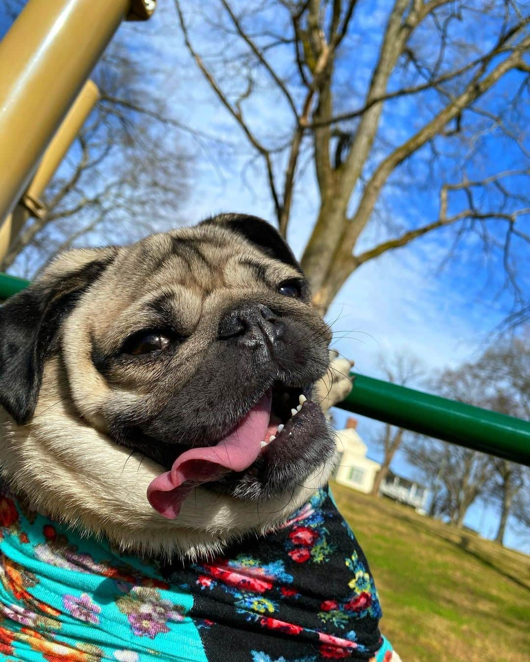 itsdougthepugさんのインスタグラム写真 - (itsdougthepugInstagram)「Doug’s day at the park ☀️」1月27日 8時41分 - itsdougthepug