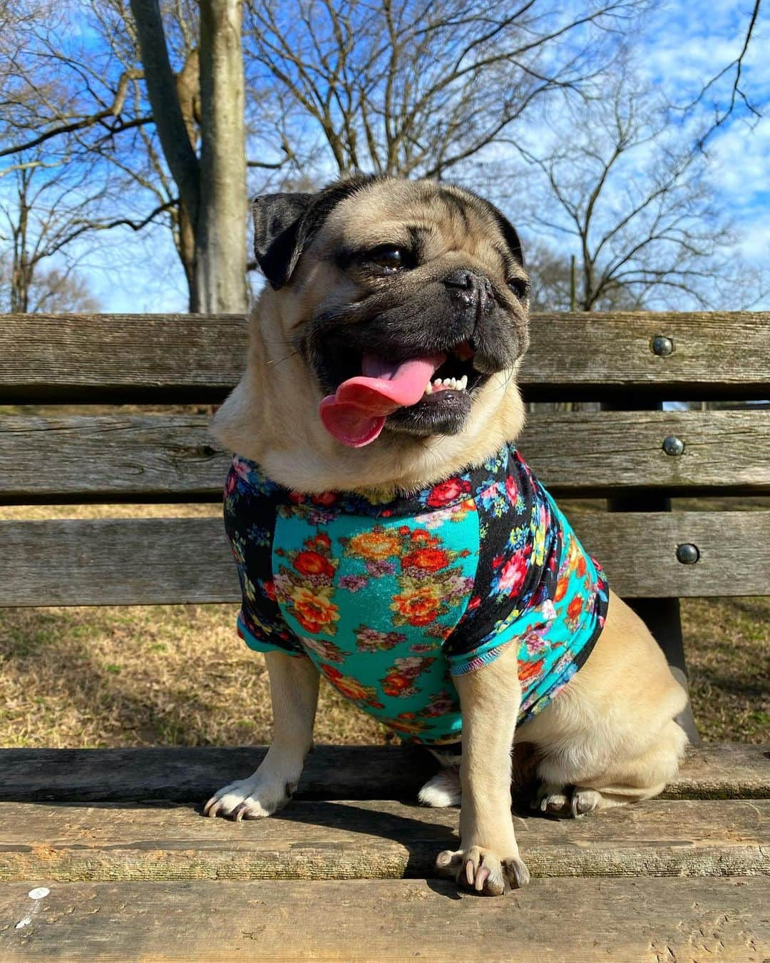 itsdougthepugさんのインスタグラム写真 - (itsdougthepugInstagram)「Doug’s day at the park ☀️」1月27日 8時41分 - itsdougthepug