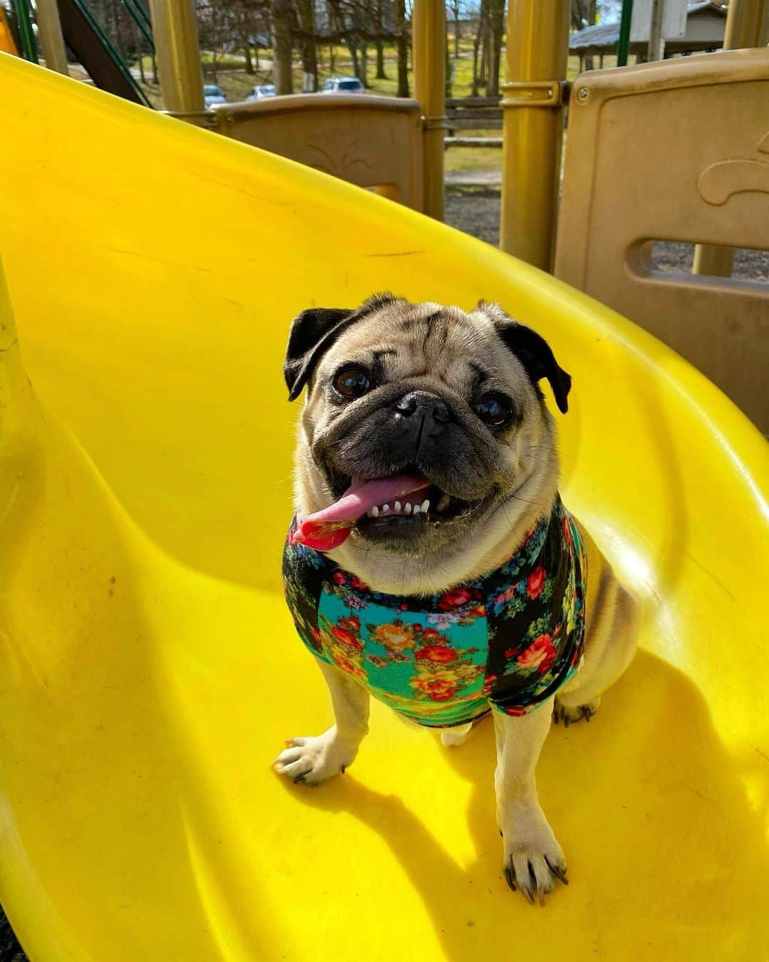 itsdougthepugさんのインスタグラム写真 - (itsdougthepugInstagram)「Doug’s day at the park ☀️」1月27日 8時41分 - itsdougthepug