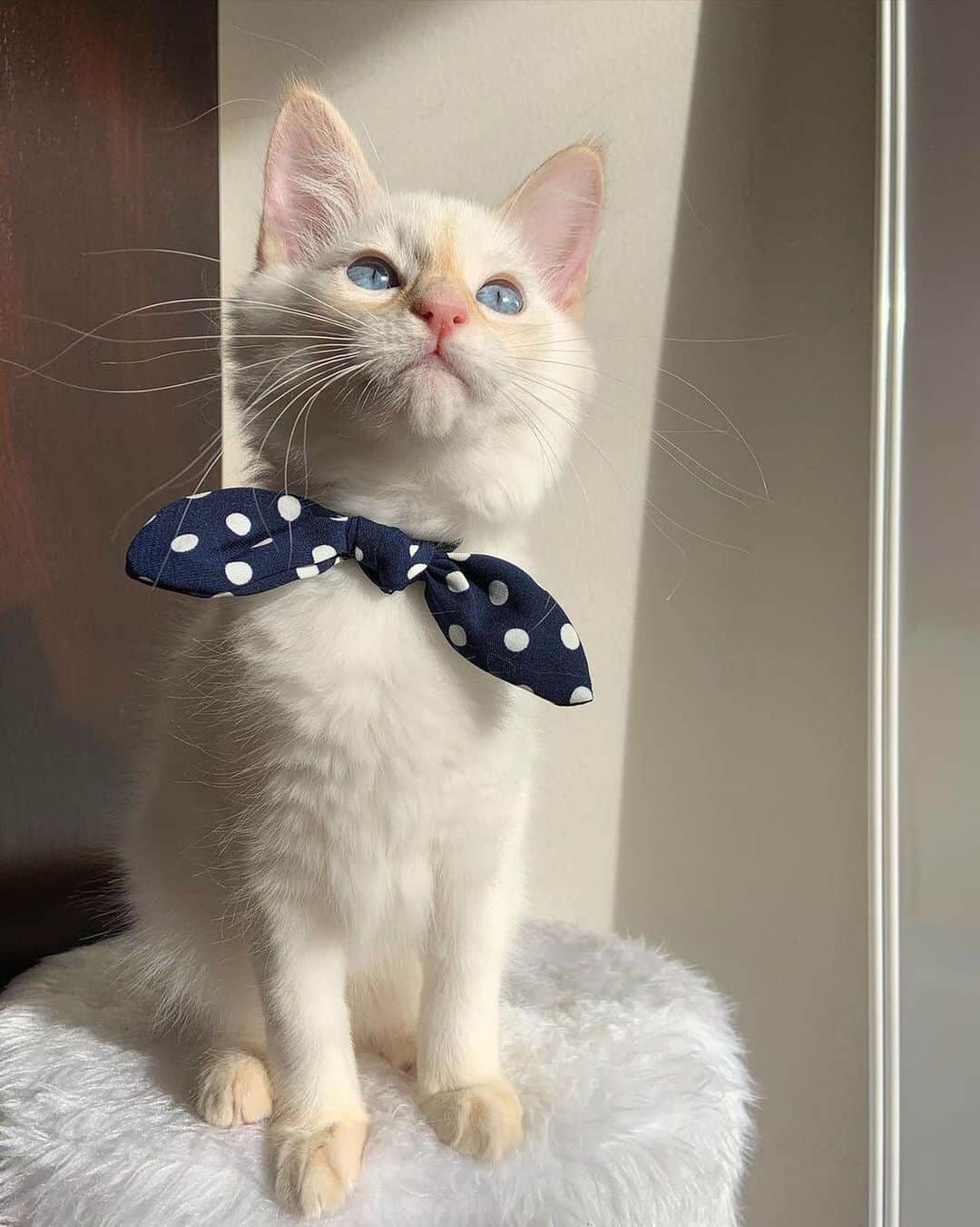 The Cats Of Instagramのインスタグラム：「#Repost • Happy #BowTieTuesday! Tag #COIBowTie today for your chance to be featured! • @rouxthebalinese my after work pawty #BowTie! 🎉 it is #BowTieTuesday after all 😸🎀 #COIBowTie #COICommunity」
