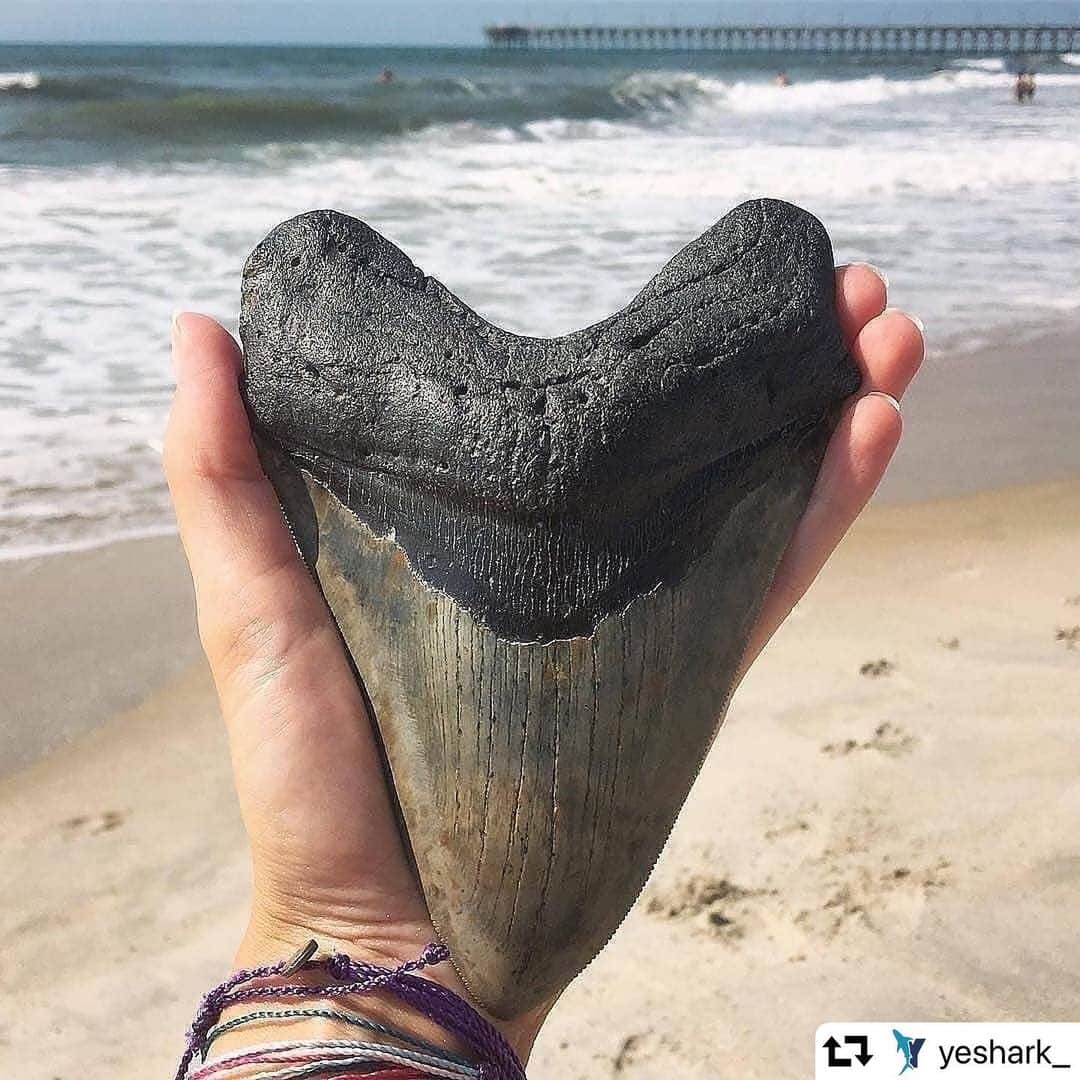 エディ・マクリントックのインスタグラム：「#repost @yeshark_ ・・・ Megalodon Tooth 🦈 💙 6.55” MONSTER Megalodon tooth found off the coast of North Carolina! Megalodons lived atleast 2.6 Million Years Ago, if you trace the Animal Kingdom Family history back far enough, there was a point in time in which the Great White Shark and Megalodon were members of the same family 'Otodontidae.' Evidence suggests these magnificent creatures were upwards of 59 FEET LONG, with a bite exerting a force ranging from 12-21 TONS! Photo by © @cityofgoldmegs . . . . . . . . . . #megalodon #shark #sharks #sharktooth #fossil #fossils #animals #animal #nature #ocean #sea #marinelife」