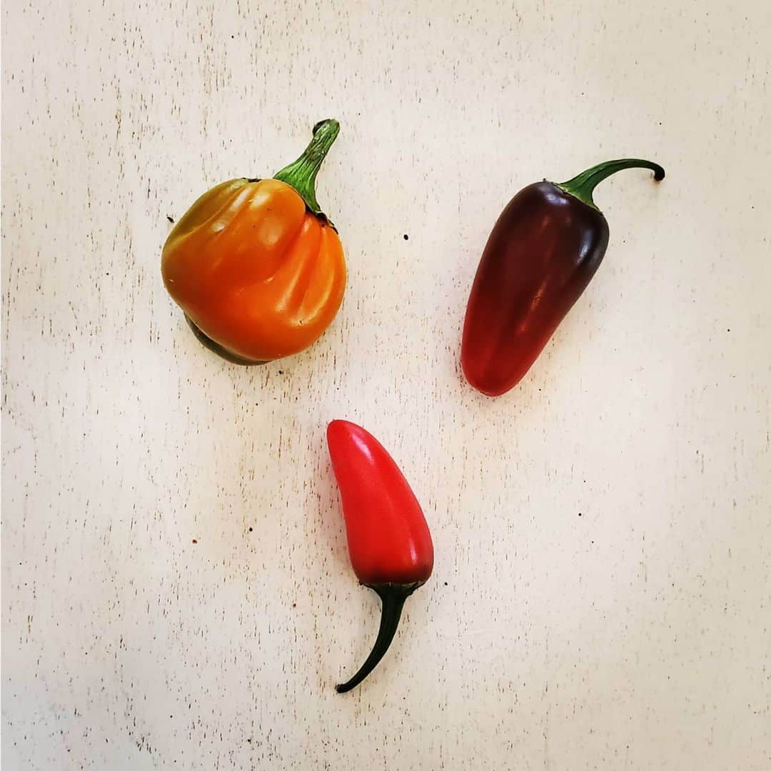 のインスタグラム：「MORE PEPPERS HAVE ARRIVED YELLOW BELL PEPPER + JALAPEÑOS🌶🌶🌶🫑🫑🫑 #GASOLINEGARDEN #ILOVEGARDENS #GARDENSRULE #GARDENCHURCH #GARDENPARTY #GARDENMAGIC #AVANTGARDEN #GARDENS #GARDENGANGSTER #GARDEN #GRADENLIFE #GARDENER #GARDENTIME  #GARDENING #VEGETABLEGARDEN #FLOWERS #SUCCULENTS  #PLANTS  #CACTUS #AYEARINFLOWERS  #shadowhills  #THANKYOU  @gasolineglamour  #GASOLINEGLAMOUR #PLANTSOMESHIT  #GROWSOMESHIT」