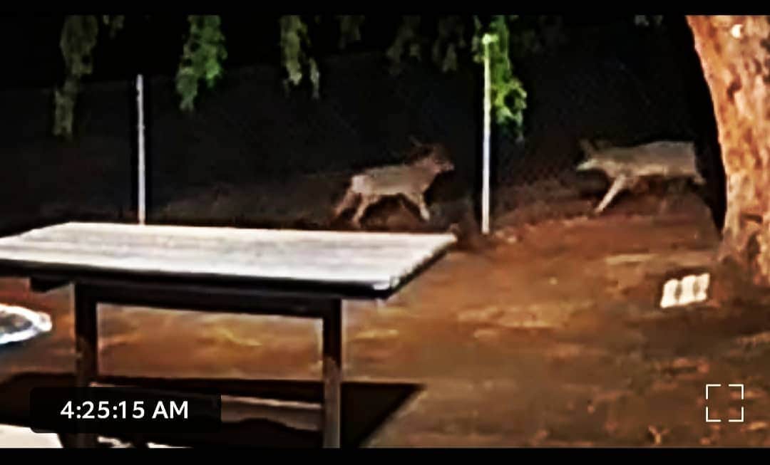 のインスタグラム：「Coyotes visited this morning #coyote #shadowhills 🐺🐺🐺」