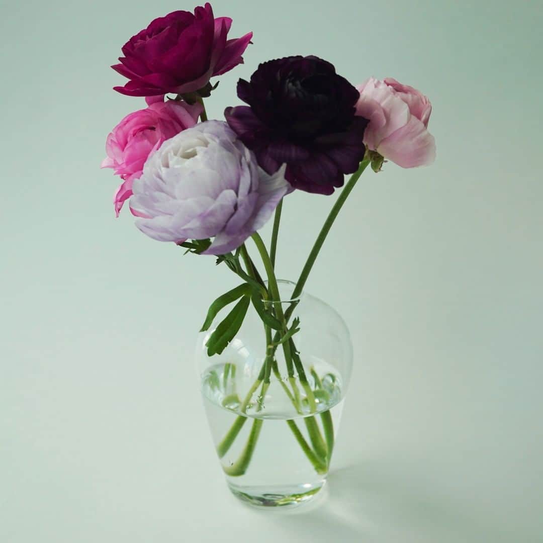 SPURさんのインスタグラム写真 - (SPURInstagram)「少し机が揺れただけで、フルフルフルっと花びらが震えるんですよ。 幾重にもなった花弁が繊細できゅんとします。ラナンキュラスの季節になりました。  #SPURFlower #SPUR編集G #ラナンキュラス #SPURうつわ #花器 #ガラス #SPUR #SPURmagazine #花のある暮らし #花のある生活  #花と暮らす #花を飾る #花を飾る生活 #花瓶」1月27日 9時00分 - spurmagazine