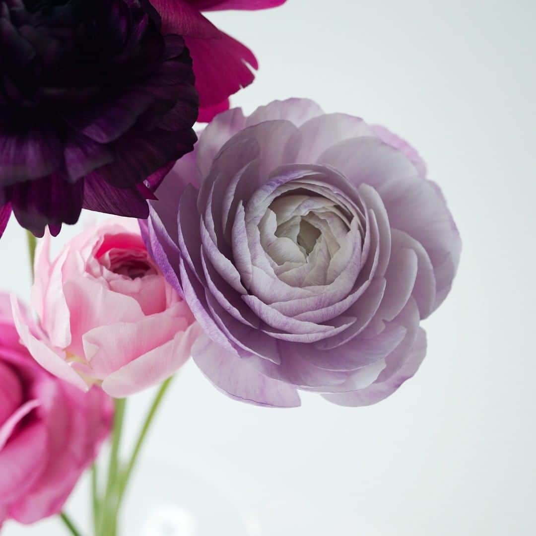 SPURさんのインスタグラム写真 - (SPURInstagram)「少し机が揺れただけで、フルフルフルっと花びらが震えるんですよ。 幾重にもなった花弁が繊細できゅんとします。ラナンキュラスの季節になりました。  #SPURFlower #SPUR編集G #ラナンキュラス #SPURうつわ #花器 #ガラス #SPUR #SPURmagazine #花のある暮らし #花のある生活  #花と暮らす #花を飾る #花を飾る生活 #花瓶」1月27日 9時00分 - spurmagazine