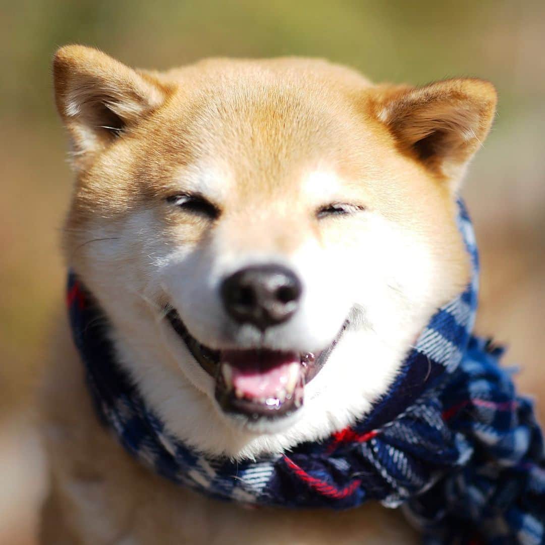 まる（まるたろう）のインスタグラム：「Good morning!✨🐶☺️✨今日も頑張ってきてね！ #頑張った人にしか見えない世界がある #パパはもう少し頑張れ #足りない」