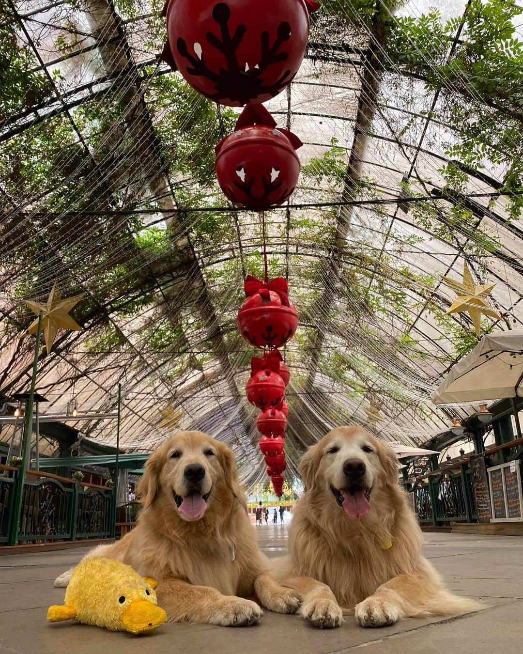 Bobさんのインスタグラム写真 - (BobInstagram)「Dupla de 2 🐾🐾 B&M 🐶🐶 . . #pets #photooftheday #petsofinstagram #instagrammers #instagram #instadaily #vejasp #goldenretriever #goldenretrievers #goldenretrieversofinstagram #dogs #dogstyle #dogoftheday #dogsofinstagram #saopaulo #gudfriends #photography」1月27日 9時07分 - bob_marley_goldenretriever