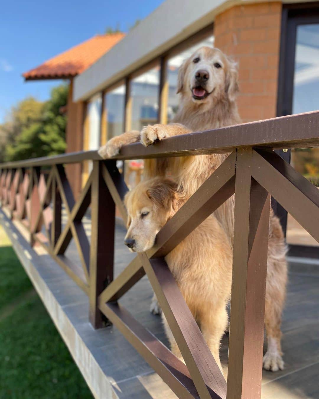 Bobさんのインスタグラム写真 - (BobInstagram)「Dupla de 2 🐾🐾 B&M 🐶🐶 . . #pets #photooftheday #petsofinstagram #instagrammers #instagram #instadaily #vejasp #goldenretriever #goldenretrievers #goldenretrieversofinstagram #dogs #dogstyle #dogoftheday #dogsofinstagram #saopaulo #gudfriends #photography」1月27日 9時07分 - bob_marley_goldenretriever