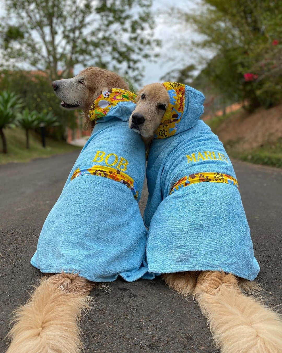 Bobさんのインスタグラム写真 - (BobInstagram)「Dupla de 2 🐾🐾 B&M 🐶🐶 . . #pets #photooftheday #petsofinstagram #instagrammers #instagram #instadaily #vejasp #goldenretriever #goldenretrievers #goldenretrieversofinstagram #dogs #dogstyle #dogoftheday #dogsofinstagram #saopaulo #gudfriends #photography」1月27日 9時07分 - bob_marley_goldenretriever