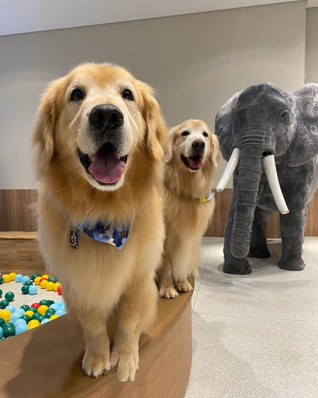Bobさんのインスタグラム写真 - (BobInstagram)「Dupla de 2 🐾🐾 B&M 🐶🐶 . . #pets #photooftheday #petsofinstagram #instagrammers #instagram #instadaily #vejasp #goldenretriever #goldenretrievers #goldenretrieversofinstagram #dogs #dogstyle #dogoftheday #dogsofinstagram #saopaulo #gudfriends #photography」1月27日 9時07分 - bob_marley_goldenretriever