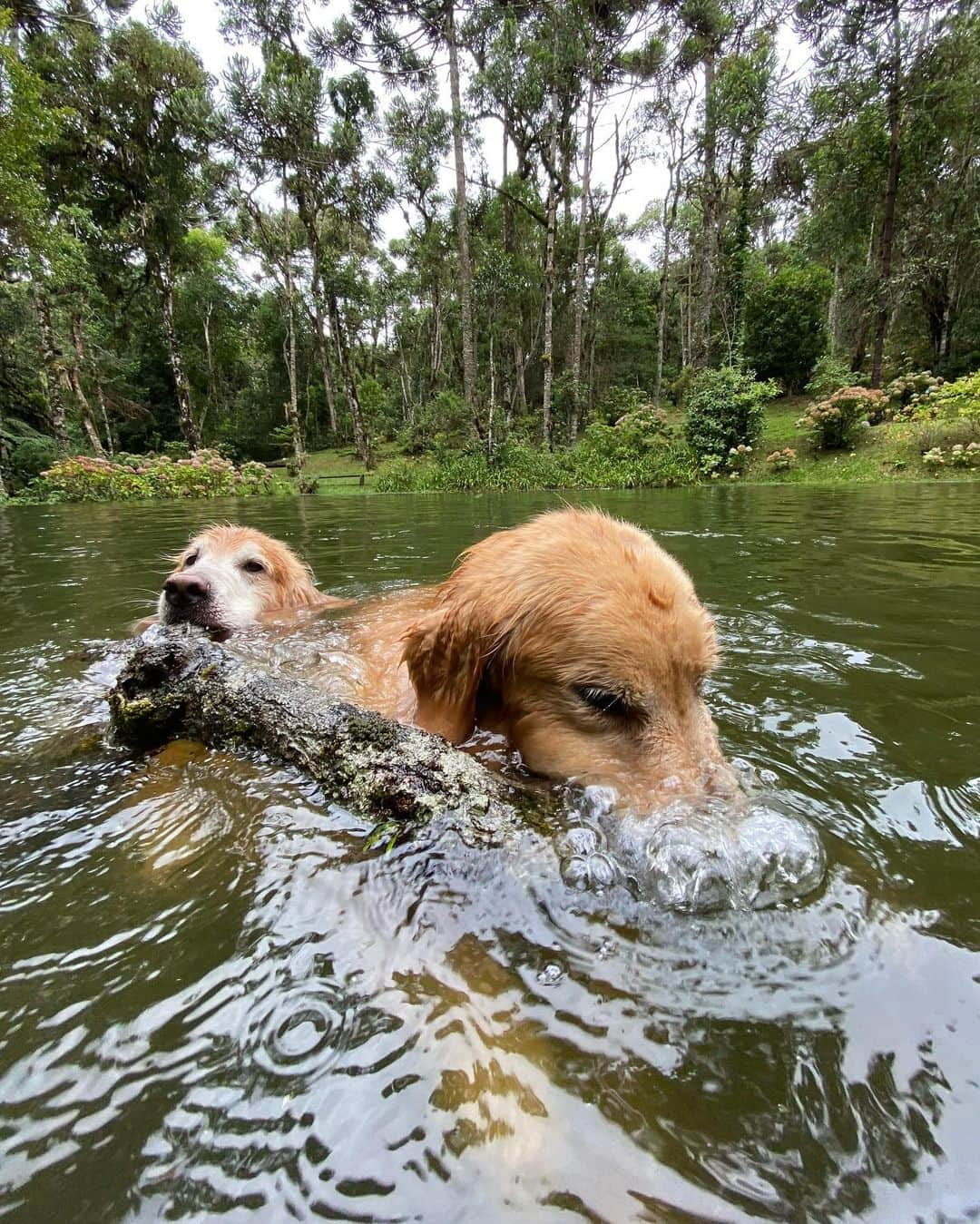 Bobさんのインスタグラム写真 - (BobInstagram)「Dupla de 2 🐾🐾 B&M 🐶🐶 . . #pets #photooftheday #petsofinstagram #instagrammers #instagram #instadaily #vejasp #goldenretriever #goldenretrievers #goldenretrieversofinstagram #dogs #dogstyle #dogoftheday #dogsofinstagram #saopaulo #gudfriends #photography」1月27日 9時07分 - bob_marley_goldenretriever