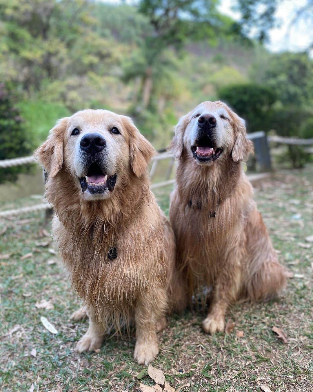 Bobのインスタグラム：「Dupla de 2 🐾🐾 B&M 🐶🐶 . . #pets #photooftheday #petsofinstagram #instagrammers #instagram #instadaily #vejasp #goldenretriever #goldenretrievers #goldenretrieversofinstagram #dogs #dogstyle #dogoftheday #dogsofinstagram #saopaulo #gudfriends #photography」