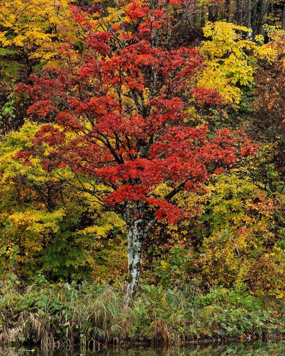 くーまんのインスタグラム：「紅の貴婦人  鮮やかな季節が懐かしい🍁 location.秋山郷  #niigatapic  #team_jp_  #ig_photooftheday  #instagram #icu_japan #igersjp  #tv_living  #tv_soul  #art_of_japan  #reco_jp #transfer_visions #m3xtures  #rsa_mystery  #jj_sombre  #colorsjp #bestjapanpics #gataphoto #japan_bestpic_ #Rox_Captures #nipponpic #jp_mood #em1markⅱ」