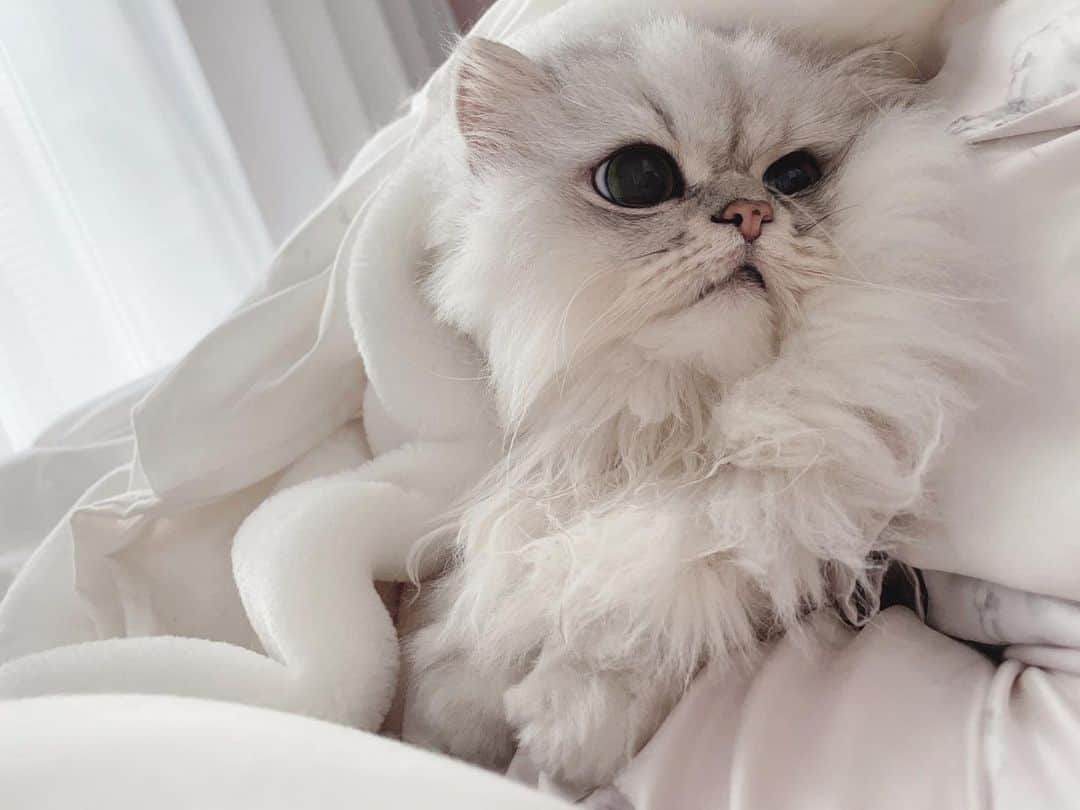 hanachan.officialのインスタグラム：「⠀  𝙶𝚘𝚘𝚍 𝚖𝚘𝚛𝚗𝚒𝚗𝚐 ♡ ⠀ ⠀ #はなちゃん  #gm #朝 #おはよう #morning #白目 #かわいい #癒し猫 #チンチラシルバー #猫 #bedroom #にゃんすたぐらむ #ねこのいる生活 #ふわもこ部 #ねこくら #白い部屋 #ホワイトインテリア #白い毛布 #ジェラートピケ #キュンです #cat #pet #chinchillacat #persiancat #fluffy #kawaii #chat #gato #고양이」