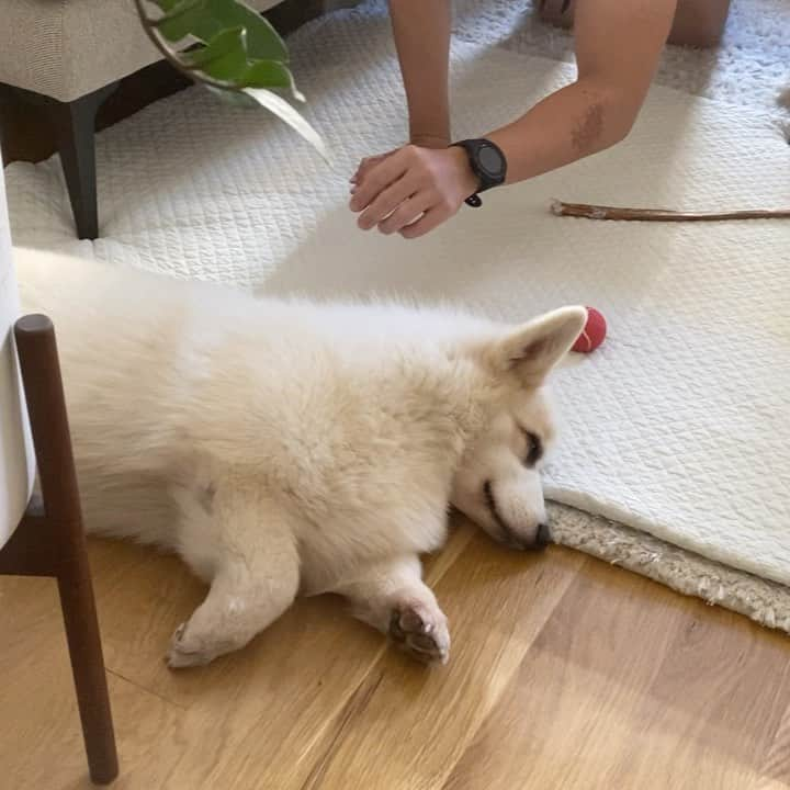 Winston the White Corgiのインスタグラム：「Can’t wait for them to go back to work in their offices. #overit」