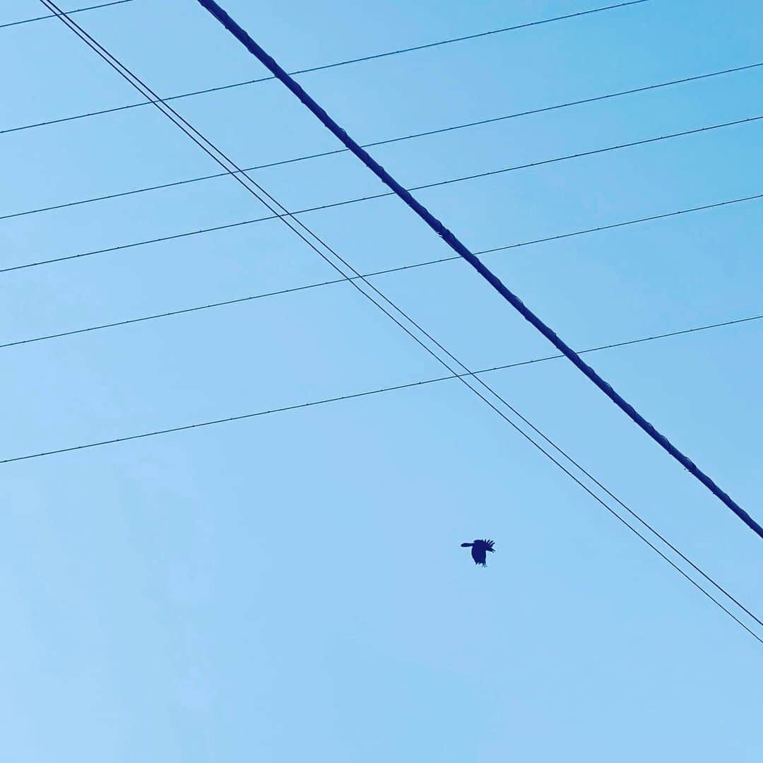 中野敬久さんのインスタグラム写真 - (中野敬久Instagram)「#crow #flying #lines #sky #blue #black」1月27日 9時28分 - hirohisanakano