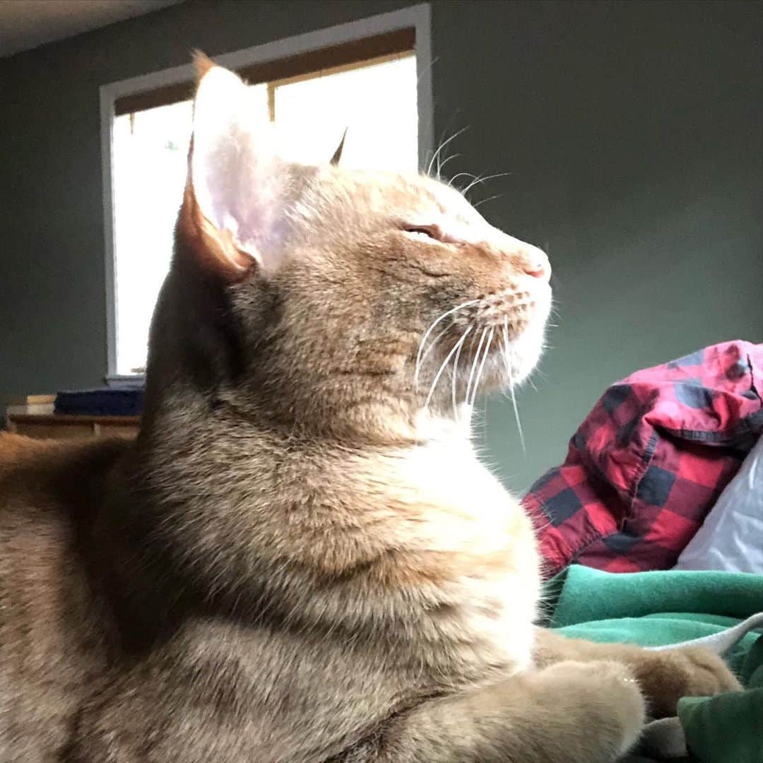 のインスタグラム：「My nice cat」