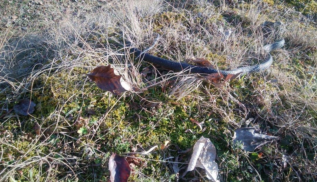 田中卓志さんのインスタグラム写真 - (田中卓志Instagram)「実家ニュース ちょっとあったかかったので、 蛇が冬籠もりから出てきました。 😲🐍 #アンガールズ #蛇」1月27日 18時56分 - ungirls_tanaka