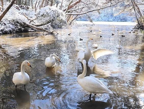 淡輪優希のインスタグラム：「とっても素敵な景色を皆様にもお裾分け🦢🌿 こちら仙台に住まれているイーグルスファンの方からある日送って頂いたお写真なのですが、あまりにも綺麗で、ちょっと感動してしまったので許可を頂いてこちらに載せさせて頂いています☺️🙏 仙台でこの景色が見られるなんて…✨雪、湖、白鳥、森、陽の光、、個人的に好きなものが詰まっている。 . ちなみにこちら結婚式の前撮りを行った与兵衛沼公園。タイミングを見つけて可愛い白鳥に会いにいきたいなぁ。。 #仙台 #sendai #白鳥 #与兵衛沼公園」