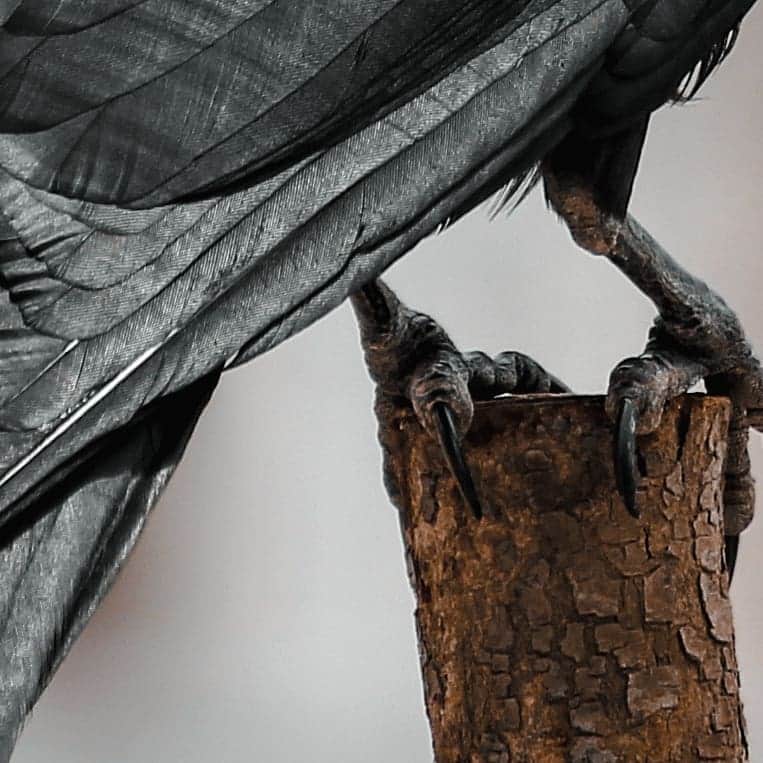 Canon Asiaさんのインスタグラム写真 - (Canon AsiaInstagram)「A beautiful close-up shot that utilises a blurred background to place emphasis on the crow and its impressive details. . Swipe 👉  to check out the shine and textures of the subject's feathers and claws! . 📷 Images by humancyanide on My Canon Story using the Canon EOS 700D • EF-S55-250mm f/4-5.6 IS II • f/7.1 • ISO 100 • 1/400 • 250mm . Got a stunning shot you're proud of? Tag them with #canonasia or submit them on My Canon Story, link in bio! . #canonasia #photography #explore #light #shine #wildlife #wildlifephotography #nature #closeup #crow #raven #composition #canon #lens #inspiration #subject」1月27日 18時51分 - canonasia