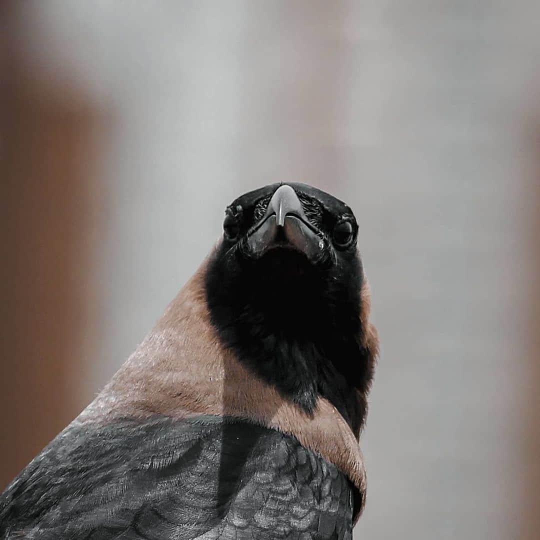 Canon Asiaのインスタグラム：「A beautiful close-up shot that utilises a blurred background to place emphasis on the crow and its impressive details. . Swipe 👉  to check out the shine and textures of the subject's feathers and claws! . 📷 Images by humancyanide on My Canon Story using the Canon EOS 700D • EF-S55-250mm f/4-5.6 IS II • f/7.1 • ISO 100 • 1/400 • 250mm . Got a stunning shot you're proud of? Tag them with #canonasia or submit them on My Canon Story, link in bio! . #canonasia #photography #explore #light #shine #wildlife #wildlifephotography #nature #closeup #crow #raven #composition #canon #lens #inspiration #subject」