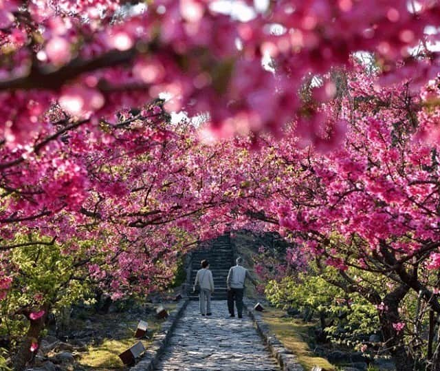 Be.okinawaさんのインスタグラム写真 - (Be.okinawaInstagram)「The cherry blossom season has arrived earlier than anywhere else! This flower arch will make you feel the joy of spring!  📍: Nakijin Castle Ruins 📷: @thewalshegroup Thank you very much for your lovely photos!  Kanhizakura (Taiwan Cherry) is characterized by its vibrant pink flowers, and it is the species to bloom first in Japan. This beautiful scenery lasts from mid-January to early February. The arrival of spring starts from Okinawa.  Tag your own photos from your past memories in Okinawa with #visitokinawa / #beokinawa to give us permission to repost!  #nakijincastle #cherryblossoms #okinawacherryblossom #今帰仁城跡 #桜 #寒緋桜 #今歸仁城跡 #樱花 #나키진성터 #벚꽃 #japan #travelgram #instatravel #okinawa #doyoutravel #japan_of_insta #passportready #japantrip #traveldestination #okinawajapan #okinawatrip #沖縄 #沖繩 #오키나와 #旅行 #여행 #打卡 #여행스타그램」1月27日 19時00分 - visitokinawajapan