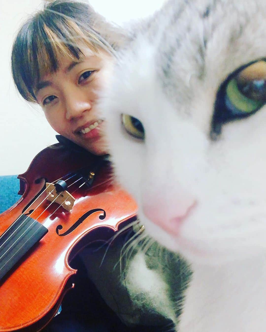東出真緒さんのインスタグラム写真 - (東出真緒Instagram)「ちらっ👀 . #うちのニノ君 #猫 #cat #catstagram  #保護猫 #きじしろ #出たなおじゃま虫 #violin #猫とバイオリン」1月27日 19時01分 - mao_bigmama_vn
