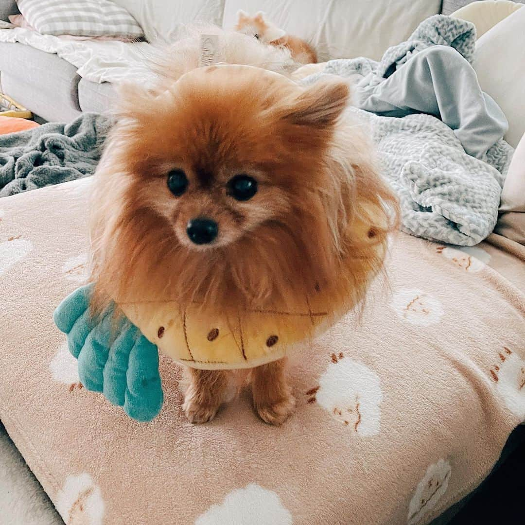 r_oseさんのインスタグラム写真 - (r_oseInstagram)「Mini🐻🍍〰️」1月27日 19時01分 - r_ose