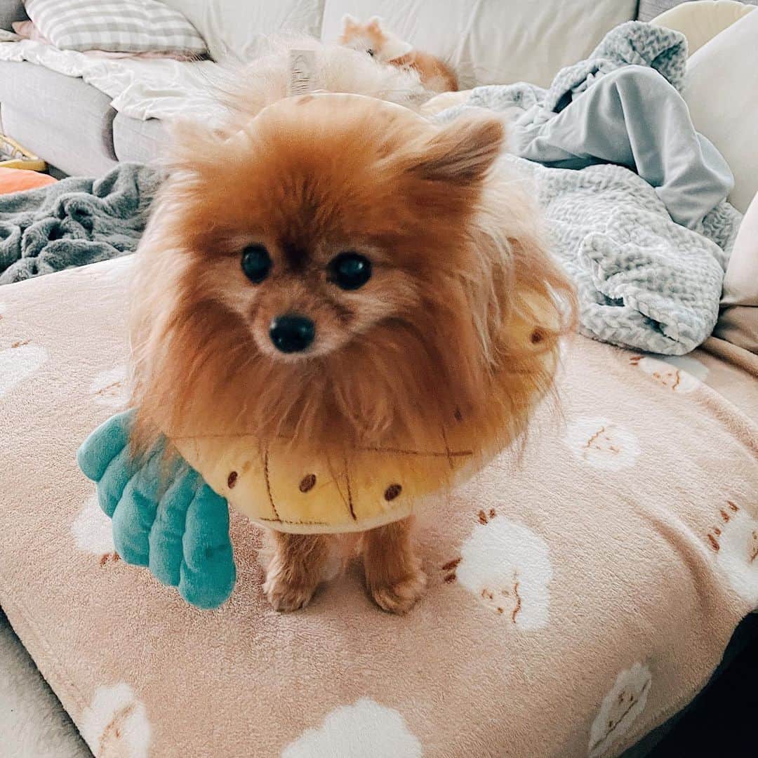 r_oseのインスタグラム：「Mini🐻🍍〰️」