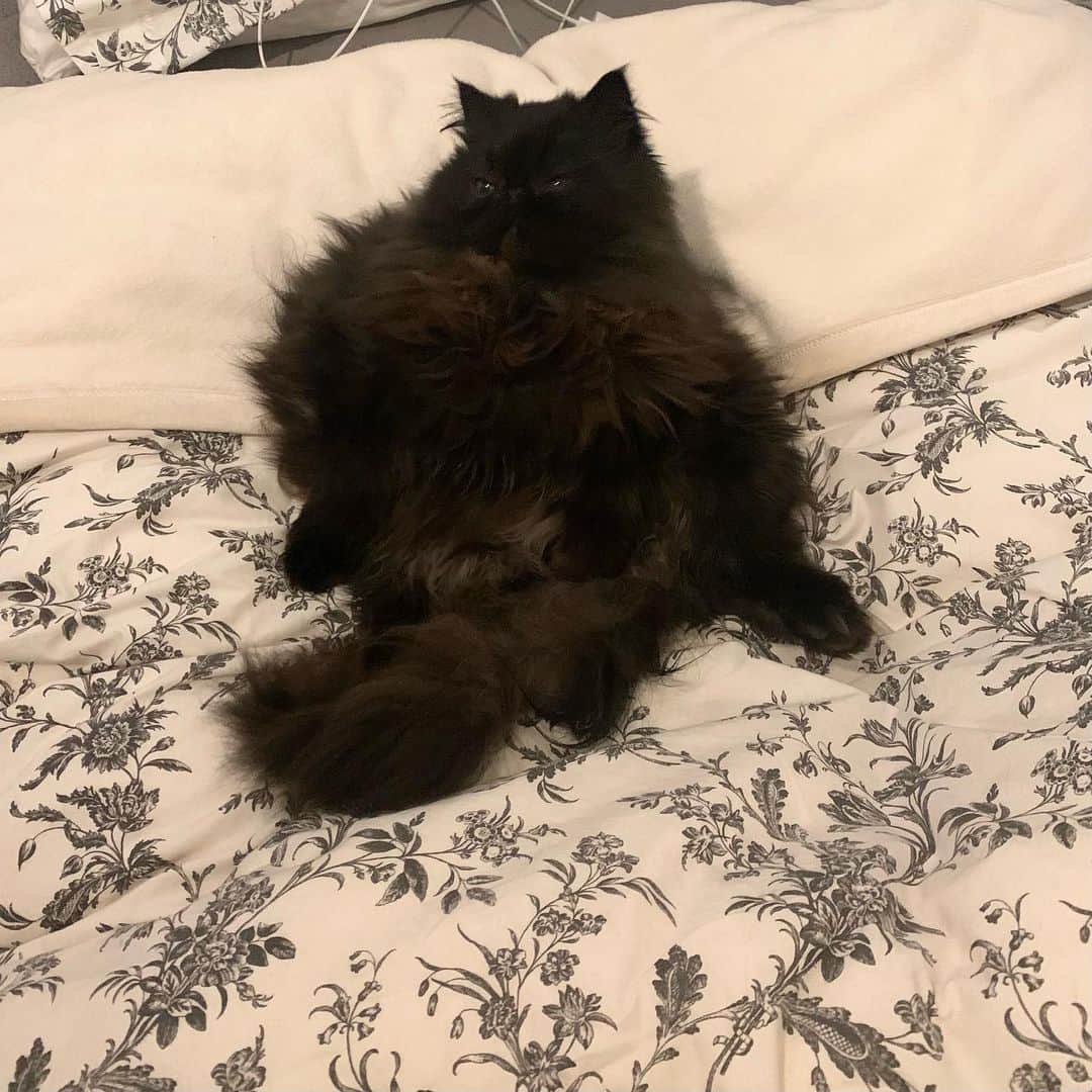 てふさんのインスタグラム写真 - (てふInstagram)「よく分からない形になりながらベッドで添い寝待機ありがとうございます #cochicat」1月27日 19時03分 - cat_chouchou