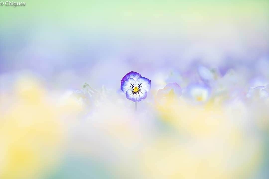 花の写真館のインスタグラム：「Photo by @chigusa024.⠀ https://instagram.com/chigusa024/⠀ .⠀ Original Post[投稿いただいたURL]⠀ https://www.instagram.com/p/B7CUotkJUsk/⠀ .⠀ 本アカウントは、 #私の花の写真 をつけてInstagramに投稿された皆さまの花の写真や、「花の写真館」Facebookページで投稿された花の写真を紹介します。⠀ 「花の写真館」Facebookページは、「 @floral.photograph 」のプロフィールにあるURLからご覧ください。⠀ .⠀ ※各自、政府、自治体など公的機関の指示に従った行動をお願いします。⠀⠀ 東京カメラ部および分室では、写真を「見る楽しみ」を提供することを通して、微力ながら皆様にわずかな時間でも癒しをお届けしたいと思っております。⠀ ※本アカウントは東京カメラ部がFacebook、Instagramのサービスを利用して運営しているもので、Facebook社・Instagramとは一切関係ありません。⠀ .⠀ #花の写真館 #floralphotograph #floralphoto #flower #flowers⠀ Follow: @floral.photograph」