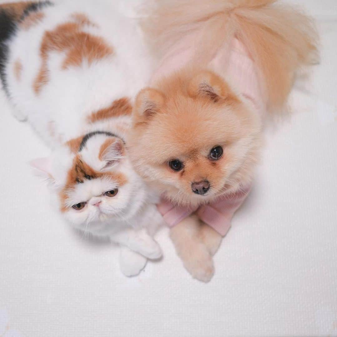 むじさまさんのインスタグラム写真 - (むじさまInstagram)「เป็นคนเรียบร้อย 😉 #Puppingpetmat」1月27日 19時26分 - mujisama