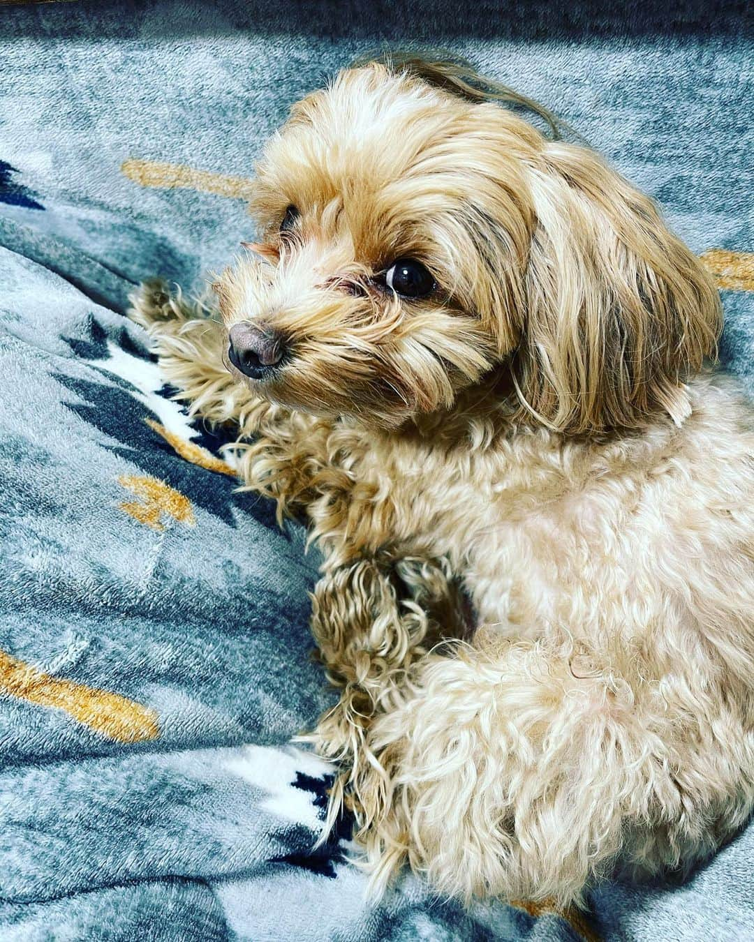 木本夕貴さんのインスタグラム写真 - (木本夕貴Instagram)「ちょいぼしゃモハ。 可愛いねえええ🐶💕」1月27日 19時39分 - yuuki___kimoto